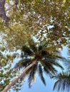 Coconut trees on the beach shade the view