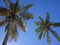 Coconut trees in the beach, Ipanema, Rio