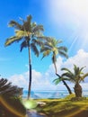 Coconut trees by the beach Royalty Free Stock Photo