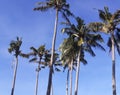 Coconut trees and a beautiful blue sky