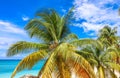 Coconut trees and Beautiful Cayman Islands Grand Cayman Seven Mile Beach Pristine Royalty Free Stock Photo