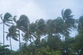 Coconut trees being blown by the wind Royalty Free Stock Photo