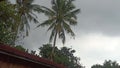  coconut trees blowed by the wind