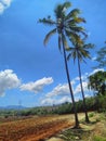 Coconut trees with blue sky in Fatumaca, Timor-Leste. Royalty Free Stock Photo