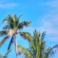Coconut trees in blue sky background in the morning viewe Royalty Free Stock Photo