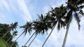 Coconut trees on a blue sky background, shot from below. Royalty Free Stock Photo