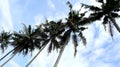 Coconut trees on a blue sky background, shot from below. Royalty Free Stock Photo