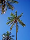 Coconut trees and blue sky on Ipanema Beach, during summer