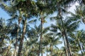 Coconut trees on blue sky, looking up palm trees Royalty Free Stock Photo