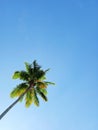 coconut trees and blue sky on mansuar island - Raja Ampat - IndonesiaÃ¯Â¿Â¼