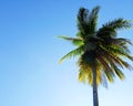 coconut trees and blue sky on mansuar island - Raja Ampat - IndonesiaÃ¯Â¿Â¼