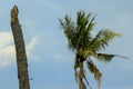 Coconut trees in the blue sky