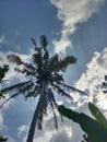 Coconut trees and bright clouds are very pretty Royalty Free Stock Photo