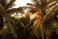 coconut trees Royalty Free Stock Photo