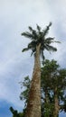 coconut trees and cloudy sky in the portrait from below Royalty Free Stock Photo