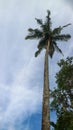 coconut trees and cloudy sky in the portrait from below Royalty Free Stock Photo