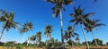 Coconut trees on the coast are very fertile