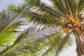 Coconut trees with coconuts, bottom view. Tropical nature. Palm trees with coconuts. Paradise island. Plantation in Asia.