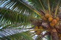 Coconut trees with coconuts, bottom view. Tropical nature. Palm trees with coconuts. Paradise island. Plantation in Asia. Royalty Free Stock Photo