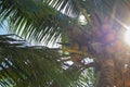 Coconut trees with coconuts, bottom view. Tropical nature. Palm trees with coconuts. Paradise island. Plantation in Asia.