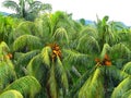 Coconut trees and coconuts hanging Royalty Free Stock Photo