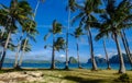 Coconut trees on Coron Island, Philippines Royalty Free Stock Photo