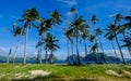 Coconut trees on Coron Island, Philippines Royalty Free Stock Photo