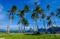 Coconut trees on Coron Island, Philippines Royalty Free Stock Photo