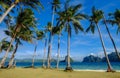 Coconut trees on Coron Island, Philippines Royalty Free Stock Photo