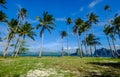 Coconut trees on Coron Island, Philippines Royalty Free Stock Photo