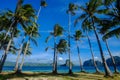 Coconut trees on Coron Island, Philippines Royalty Free Stock Photo