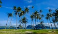 Coconut trees on Coron Island, Philippines Royalty Free Stock Photo