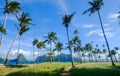 Coconut trees on Coron Island, Philippines Royalty Free Stock Photo