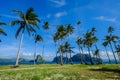 Coconut trees on Coron Island, Philippines Royalty Free Stock Photo