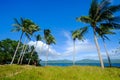 Coconut trees on Coron Island, Philippines Royalty Free Stock Photo