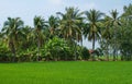 Coconut trees Royalty Free Stock Photo