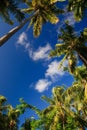 Coconut trees couple Royalty Free Stock Photo