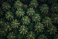 Coconut Trees Fields Agriculture Background View