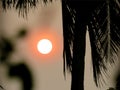 Coconut trees and foggy sunrise silhouette-
