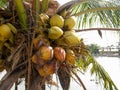 Coconut trees that are fruiting