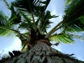 Coconut trees in the garden Royalty Free Stock Photo