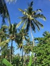 Coconut trees at garden in Lombok, Indonesia Royalty Free Stock Photo