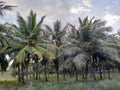 Coconut trees garden looks amazing. Royalty Free Stock Photo