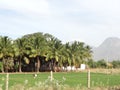 Coconut Trees Garden Natural and hill station scene of India Royalty Free Stock Photo