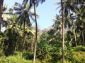 Coconut trees garden nature natural backgrounds Royalty Free Stock Photo