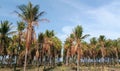 Coconut trees with green and dryied leafs Royalty Free Stock Photo