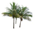 Coconut Trees Royalty Free Stock Photo