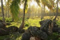 Coconut trees grove, Las Galeras beach, Samana peninsula Royalty Free Stock Photo