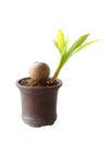 Coconut trees are growing out of coconut shell In the pot. Royalty Free Stock Photo