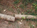 coconut trees that have been felled and cut Royalty Free Stock Photo